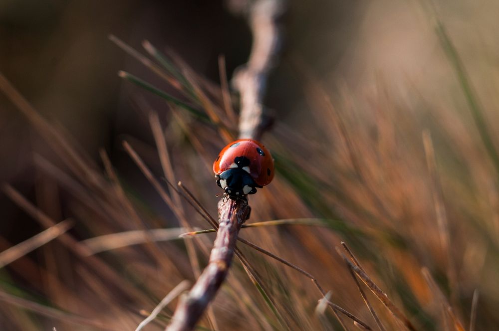 Ladybug crawls on a thick stick in a field. Original public domain image from Wikimedia Commons