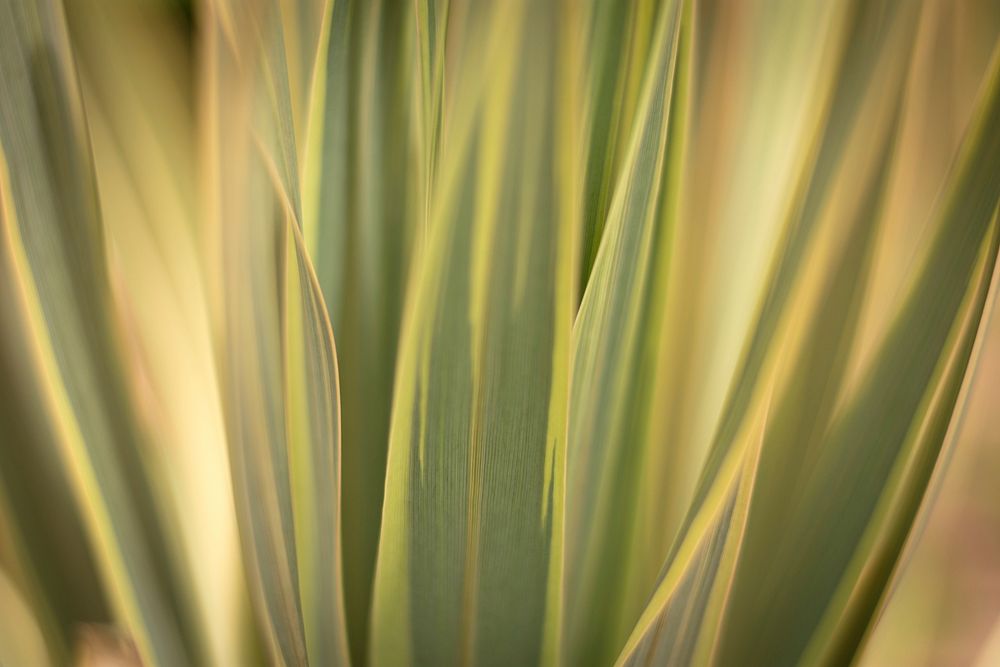 Green leafed plant. Original public domain image from Wikimedia Commons