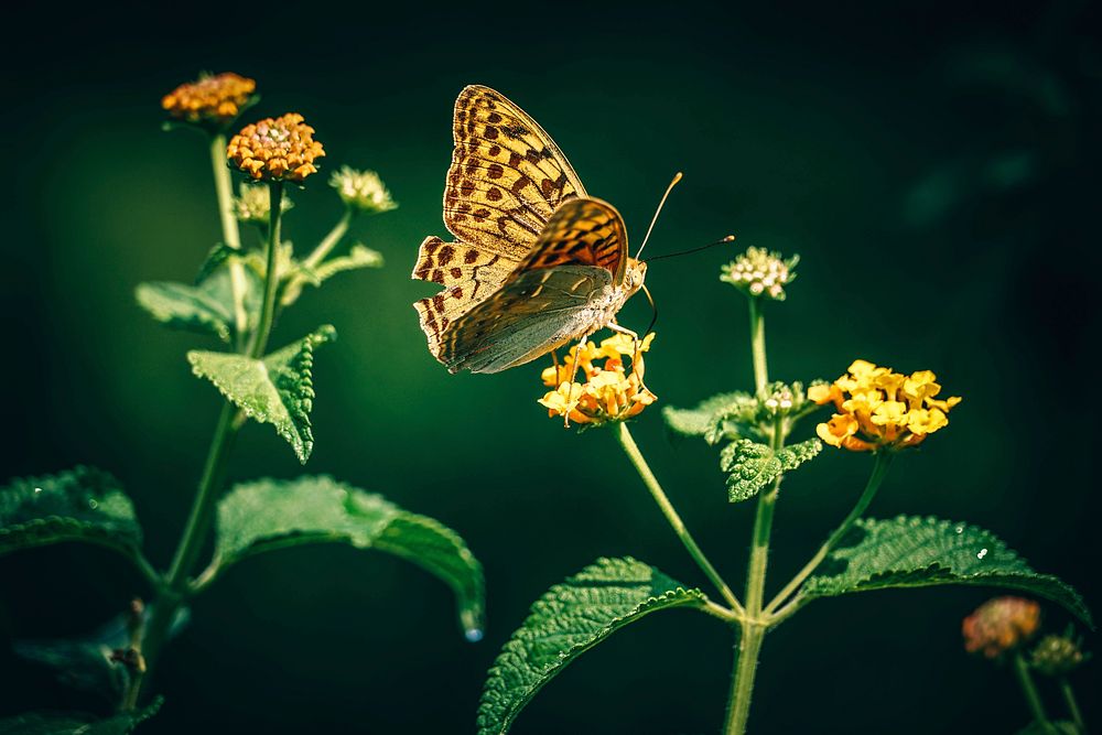 A macro shot of a butterfly flying up to a flower to gather its pollen. Original public domain image from Wikimedia Commons