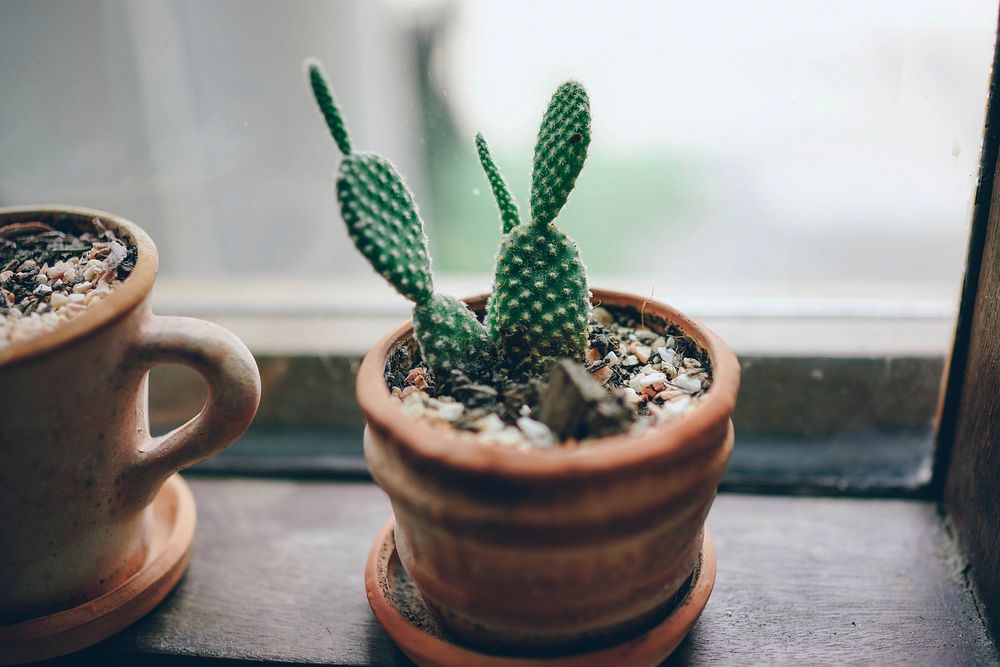 Potted cactus by the window. Original public domain image from Wikimedia Commons