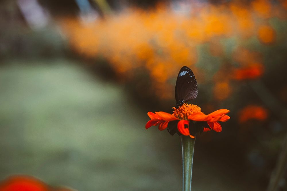 Close-up of a black butterfly on an orange flower. Original public domain image from Wikimedia Commons