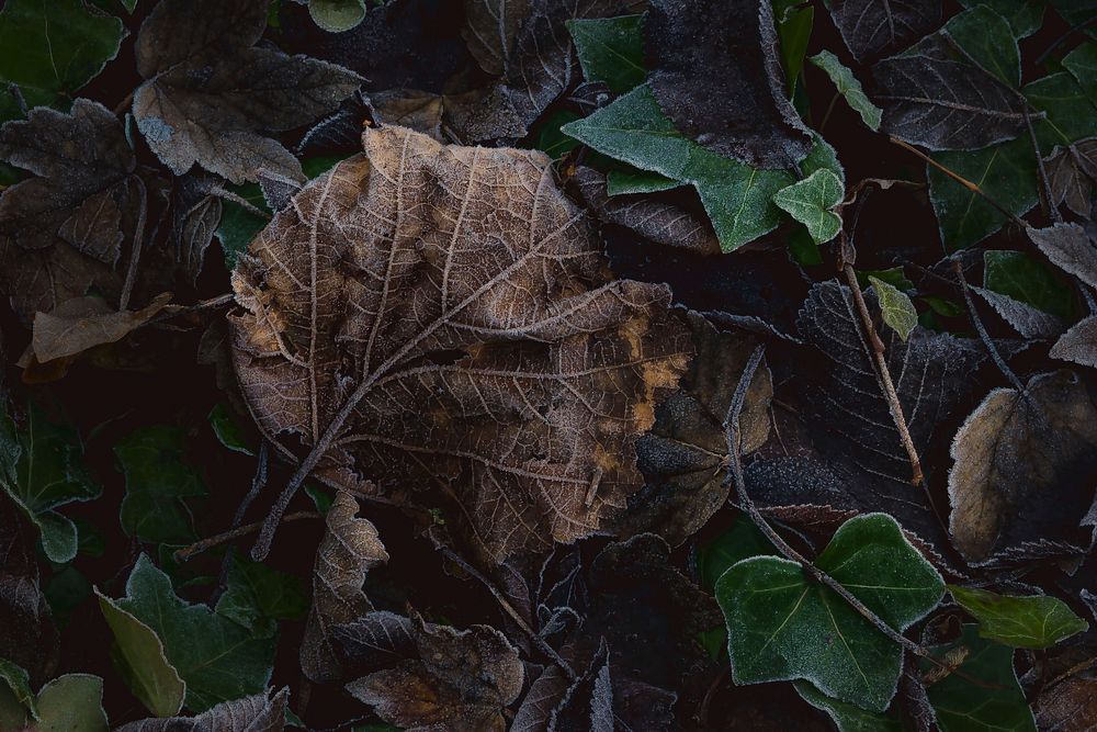 Green maple leaves nature background. Original public domain image from Wikimedia Commons