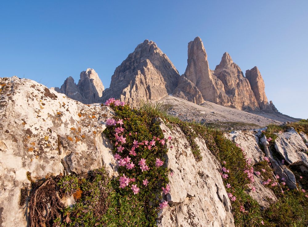 Pink flowers climbing up a rocky face in the mountains. Original public domain image from Wikimedia Commons