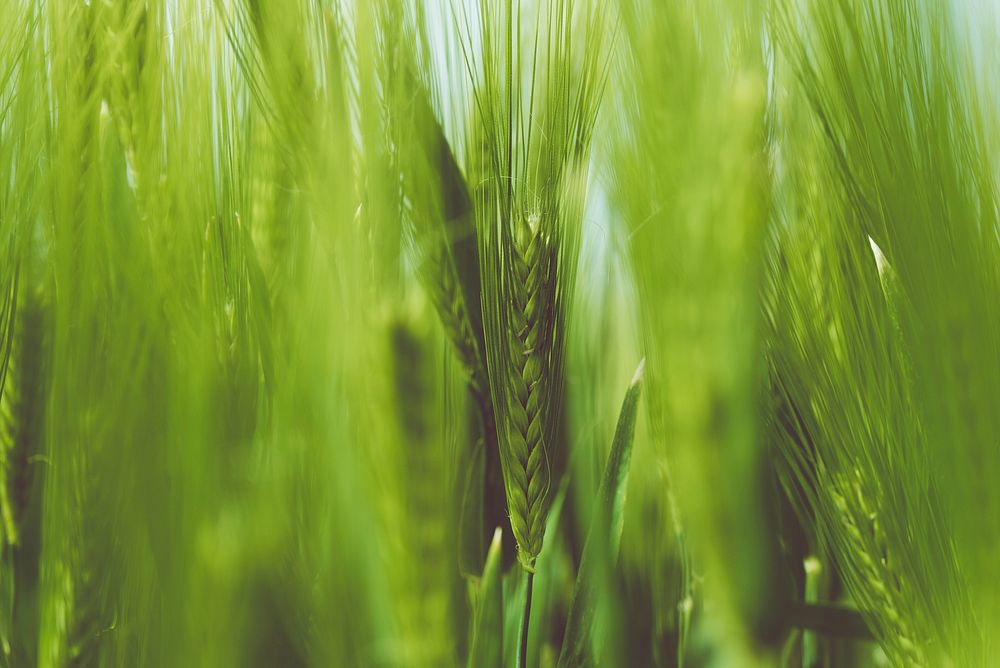 Closeup shot of green wheat. Original public domain image from Wikimedia Commons