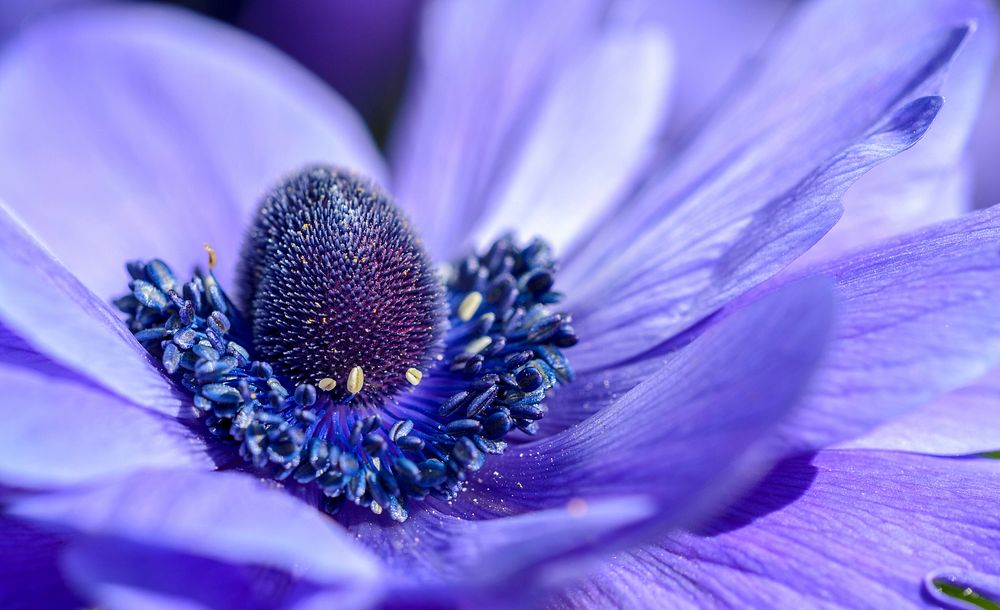 A macro shot of the center of a deep violet flower. Original public domain image from Wikimedia Commons