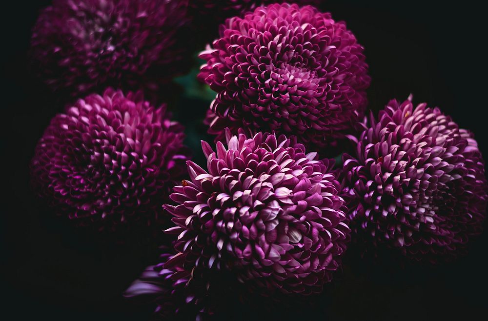 Purple chrysanthemum flowers in full bloom against a black background. Original public domain image from Wikimedia Commons