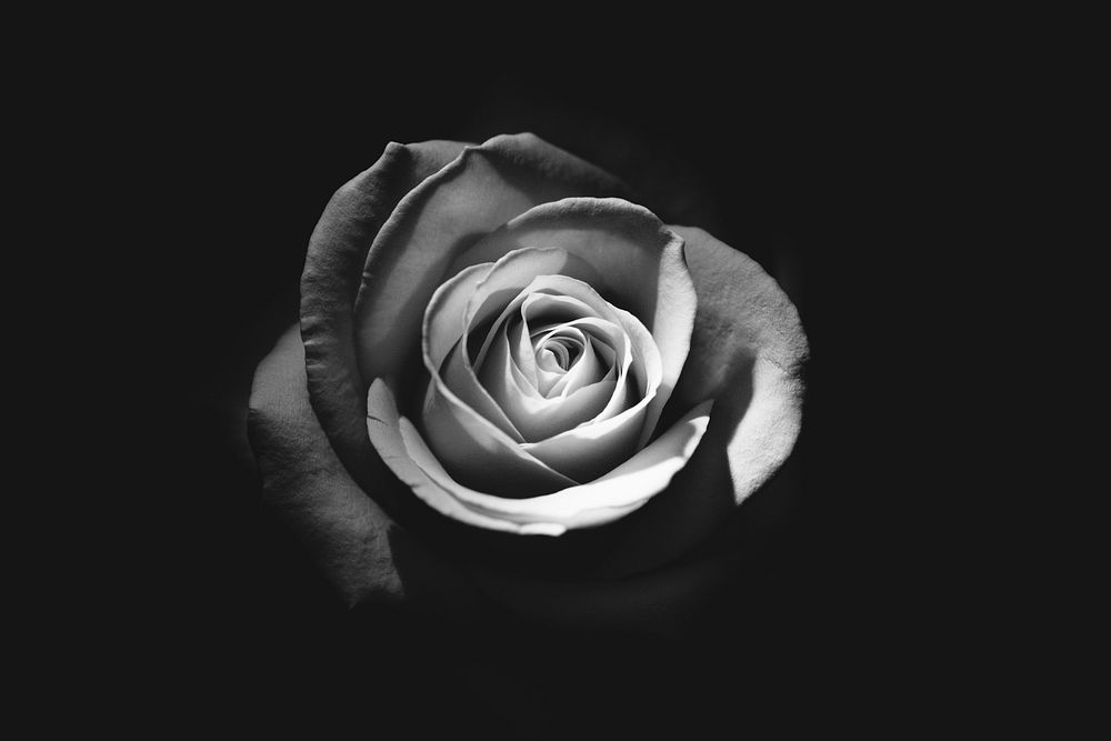 Black and white rose fully bloomed against a black background. Original public domain image from Wikimedia Commons