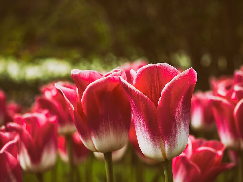 Red spring tulips bloom in a field of flowers. Original public domain image from Wikimedia Commons