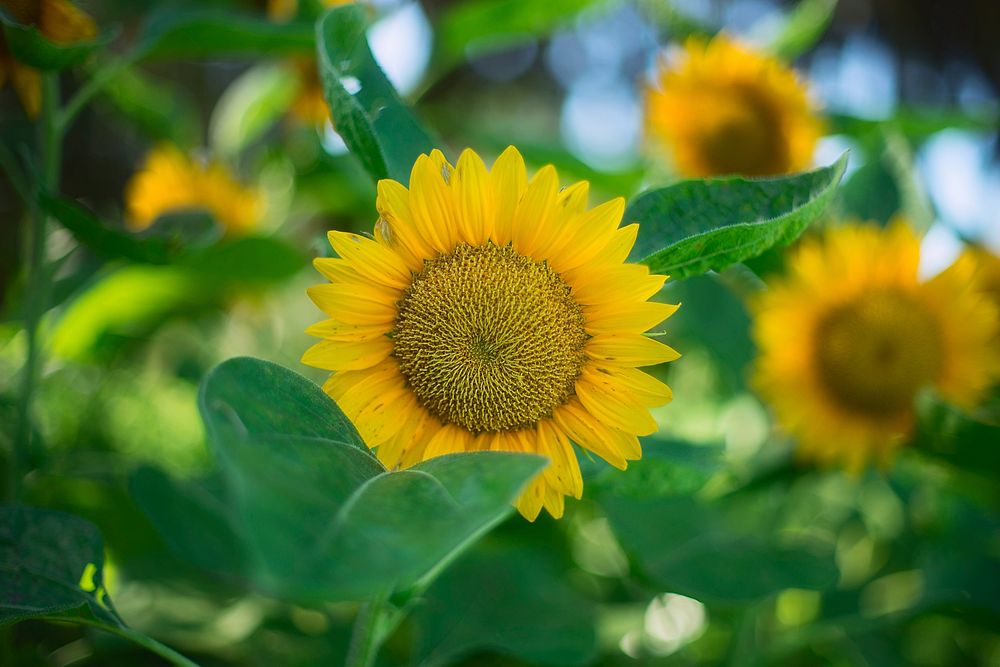 A patch of yellow sunflowers on a sunny day. Original public domain image from Wikimedia Commons