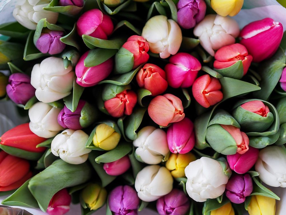 Overhead shot of assorted bouquet of tulips in bloom in spring, Vienna. Original public domain image from Wikimedia Commons