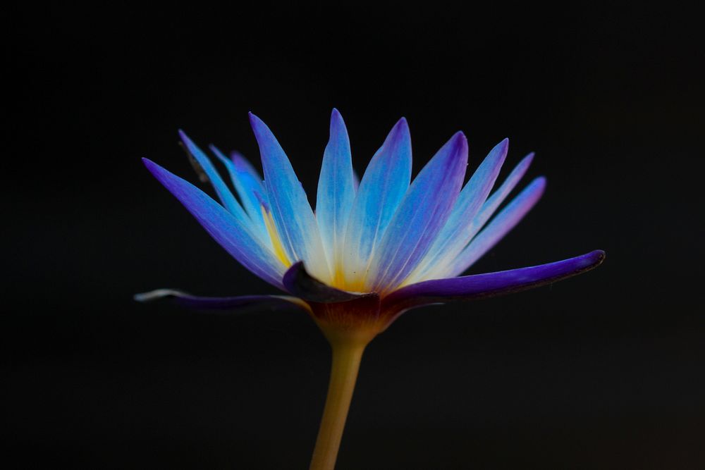 A low-angle shot of a violet daisy against a black background. Original public domain image from Wikimedia Commons