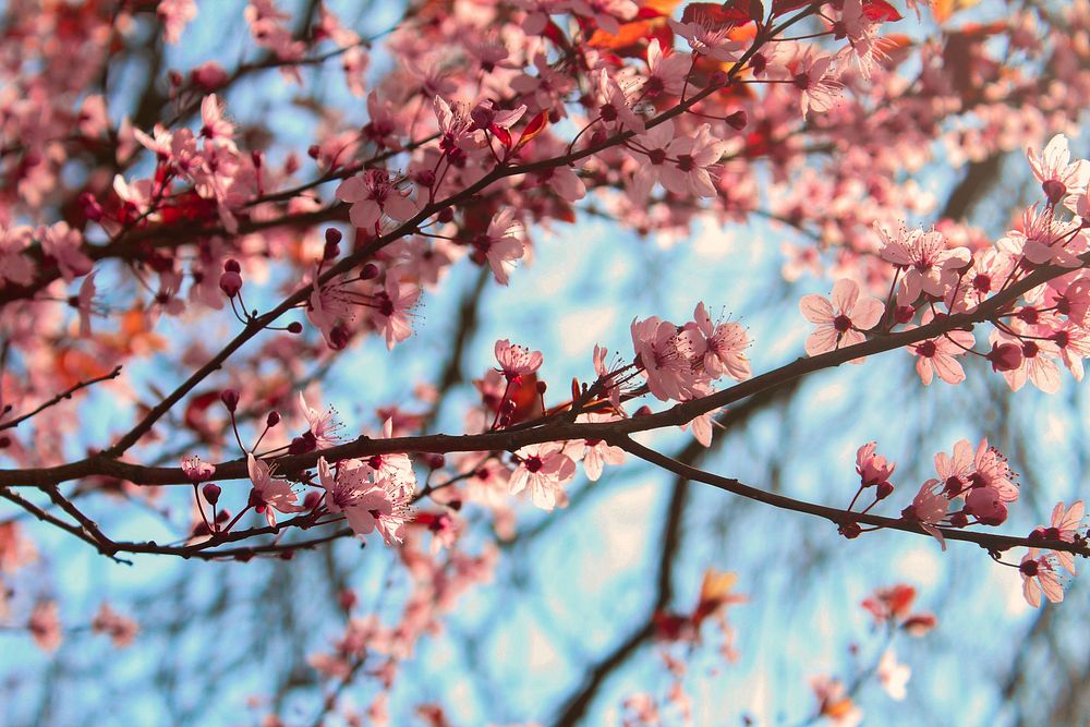 Pink cherry blossom flowers on branches against a pale blue sky. Original public domain image from Wikimedia Commons