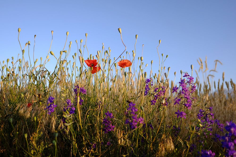 A meadow with red poppy flowers and small violet flowers among grass. Original public domain image from Wikimedia Commons