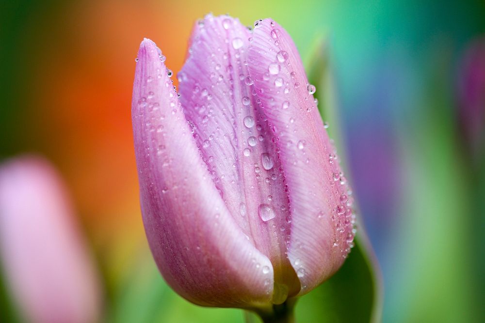 Close-up of a pink tulip with water droplets on its petals. Original public domain image from Wikimedia Commons