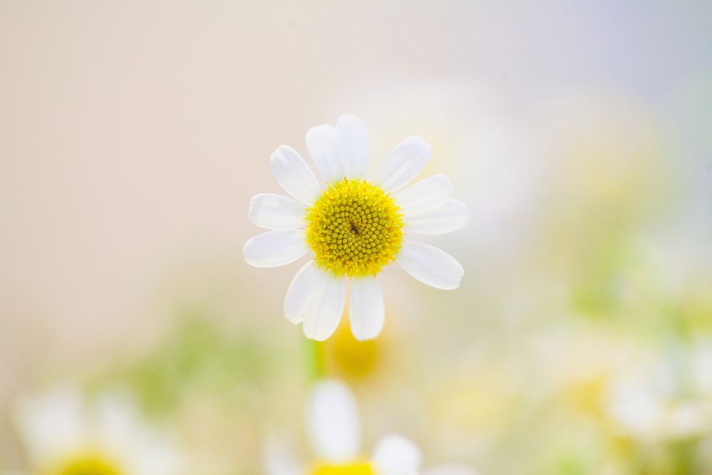 White daisies in sunshine. Original public domain image from Wikimedia Commons