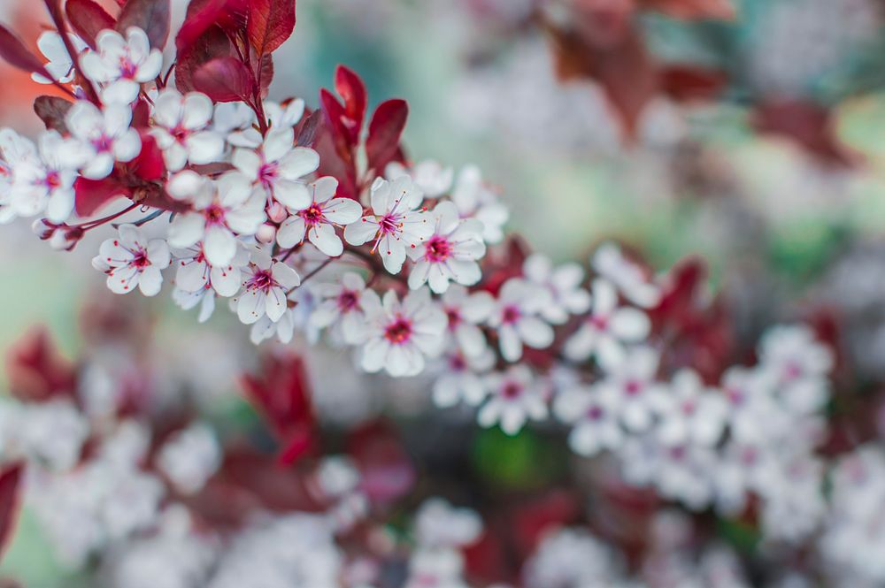 White flowers in blossom on a red-leaved tree branch. Original public domain image from Wikimedia Commons