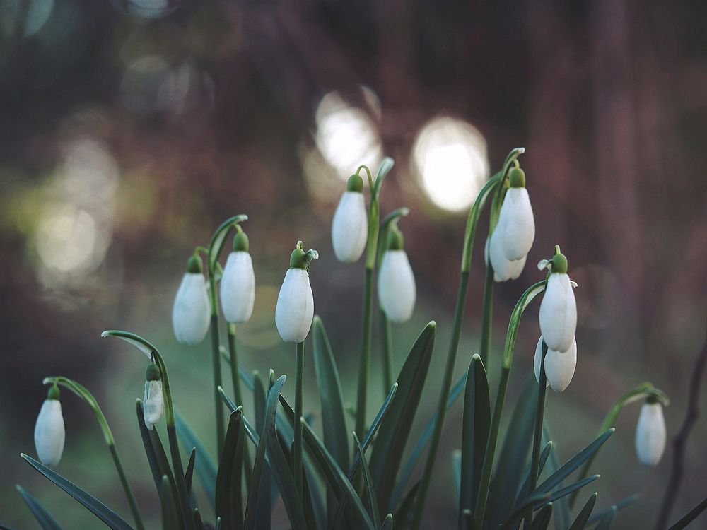Several white snowdrop flowers blooming, growing in garden in Spring. Original public domain image from Wikimedia Commons