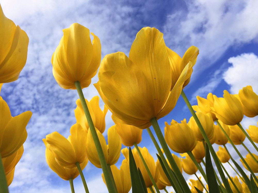 Low-angle shot of yellow tulips. Original public domain image from Wikimedia Commons