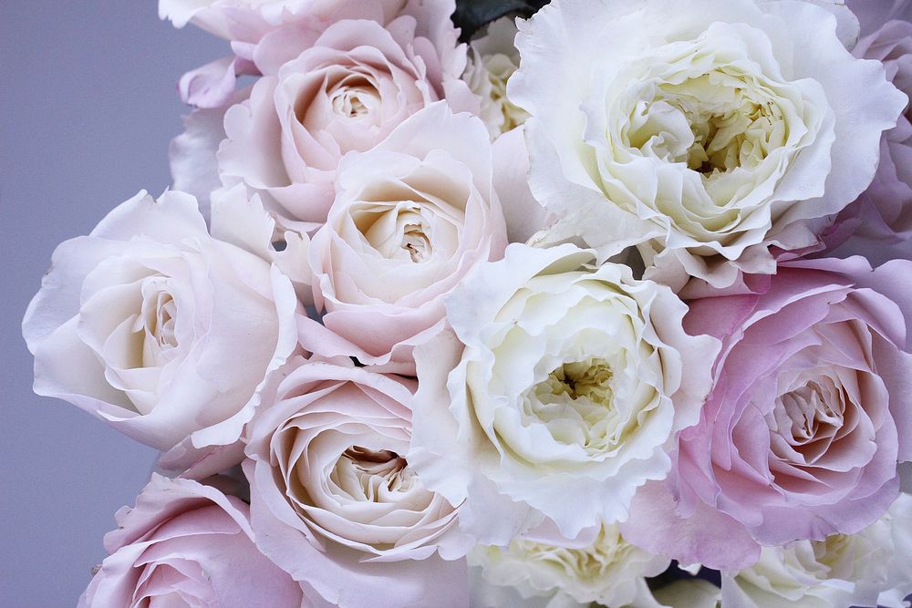 Bunch of pink and white roses.Original public domain image from Wikimedia Commons