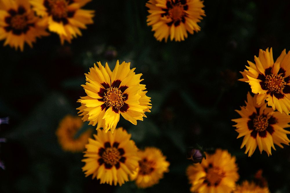 Top view of yellow flowers with black spots around their centers. Original public domain image from Wikimedia Commons