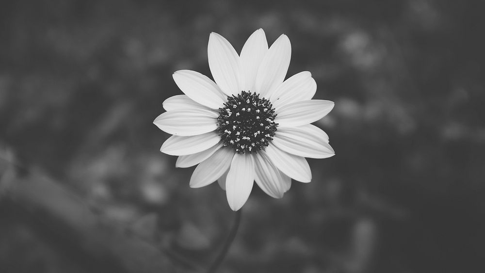 A black-and-white overhead shot of a bright flower. Original public domain image from Wikimedia Commons