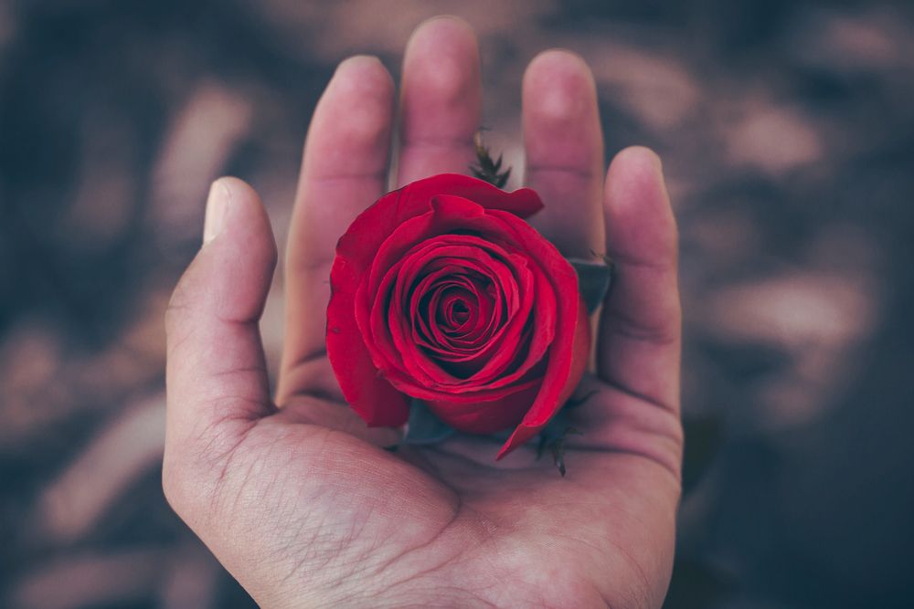 A person's hand holding a deep red rose flower. Original public domain image from Wikimedia Commons