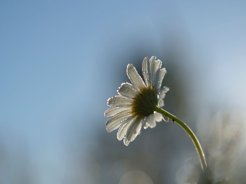White daisy in early morning. Original public domain image from Wikimedia Commons