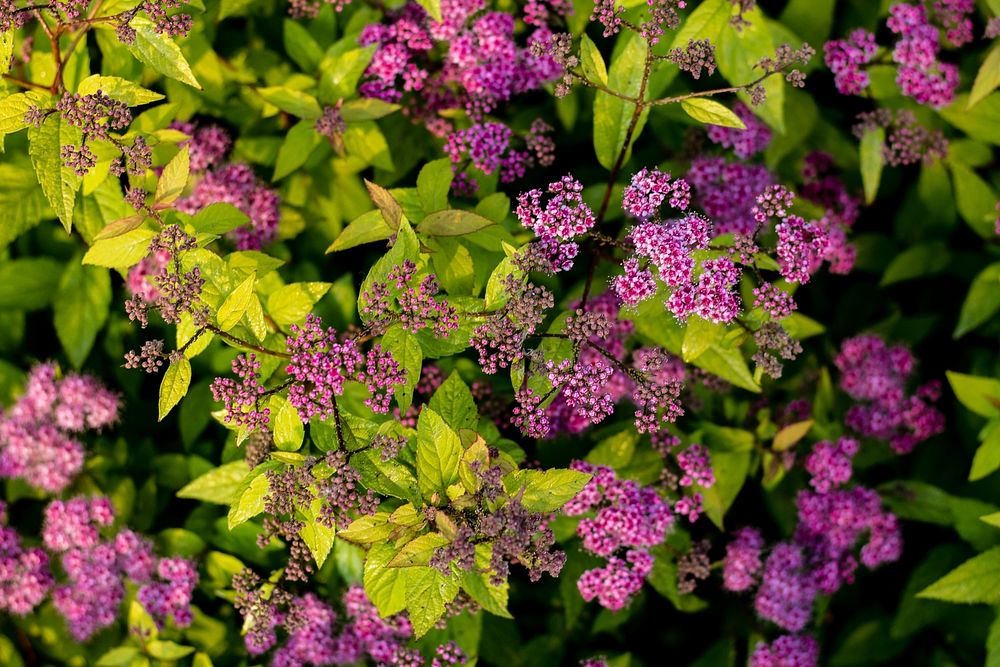 An overhead shot of a green bush with tiny pink flowers. Original public domain image from Wikimedia Commons
