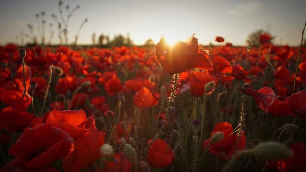 Field of red flowers with sunshine. Original public domain image from Wikimedia Commons