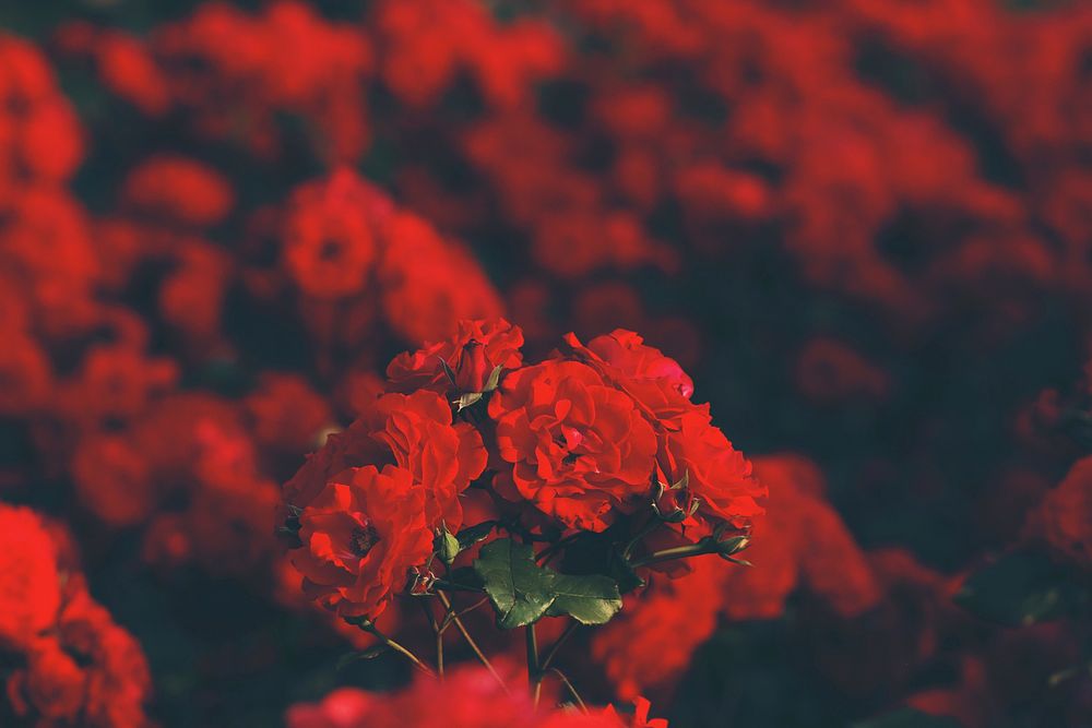 A breathtaking view of dozens of red roses in bloom. Original public domain image from Wikimedia Commons