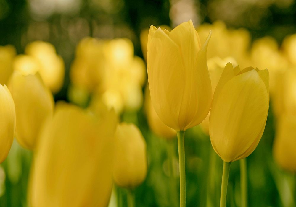 Yellow tulips blooming in the field. Original public domain image from Wikimedia Commons