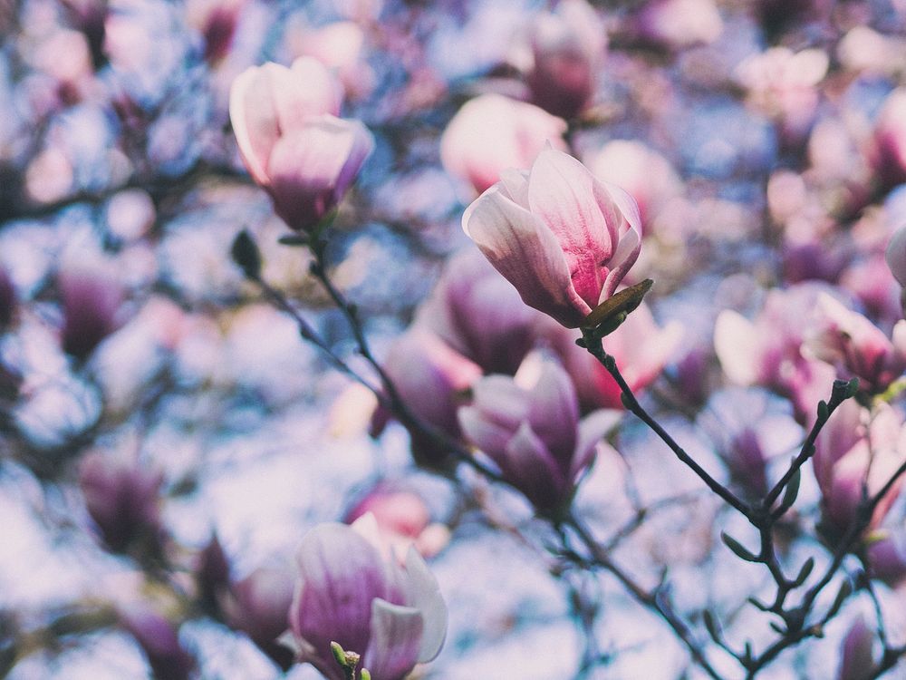 Close up of magnolia tree and magnolia flowers in Spring. Original public domain image from Wikimedia Commons