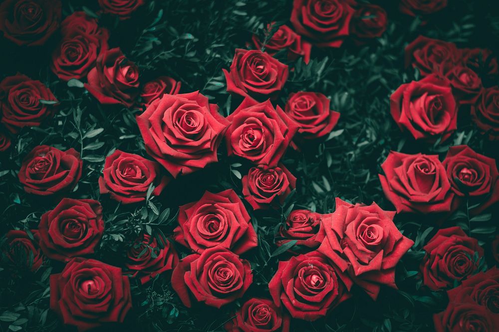 Bunch of red roses. Original public domain image from Wikimedia Commons