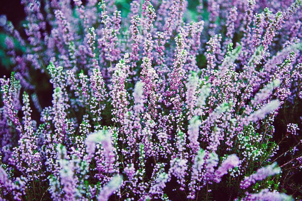 A large bed of purple heather. Original public domain image from Wikimedia Commons