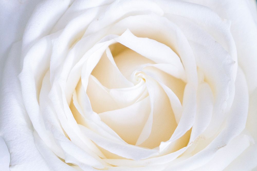 Blooming white rose. Original public domain image from Wikimedia Commons