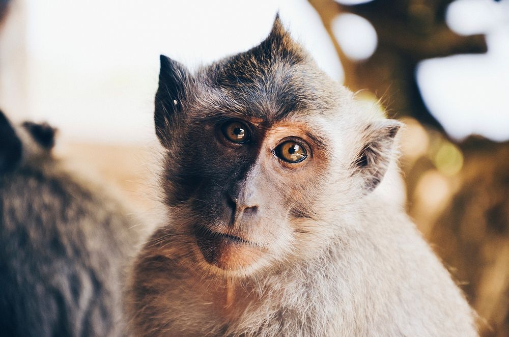 A monkey looking at camera. Original public domain image from Wikimedia Commons