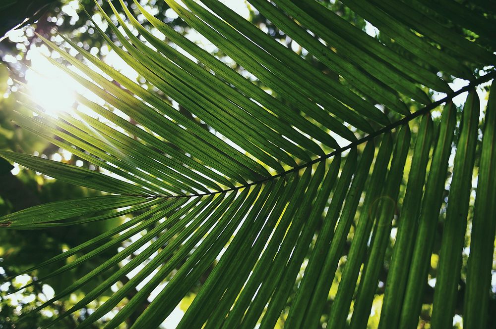 Palm leaf, sun flare photo. Original public domain image from Wikimedia Commons