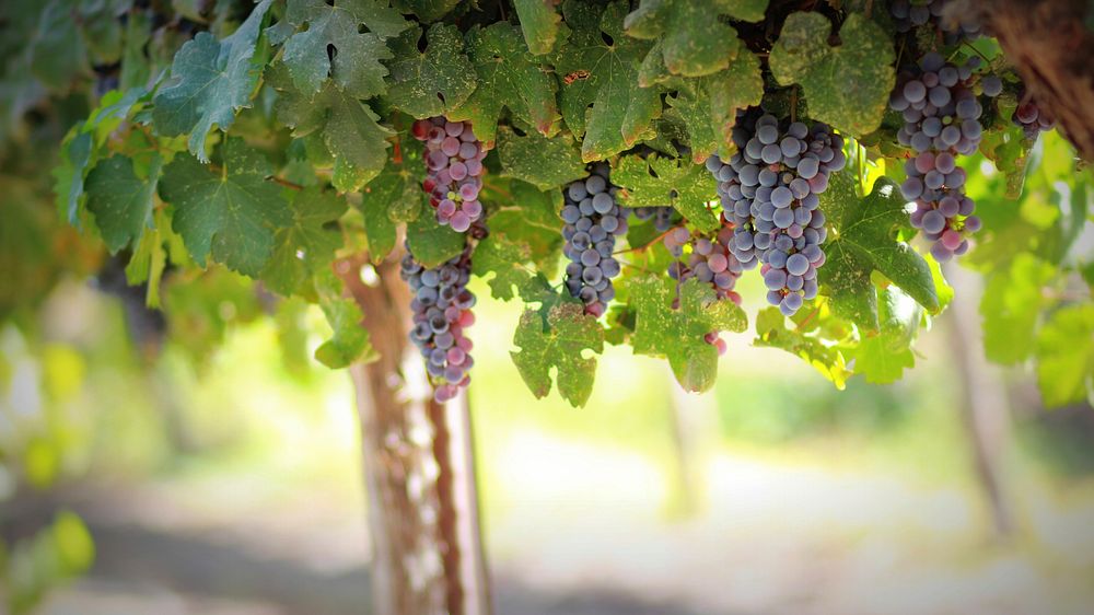 Grapes at vineyard. Original public domain image from Wikimedia Commons