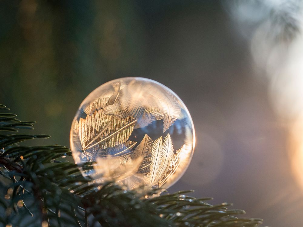 Icy bubble on a pine branch. Original public domain image from Wikimedia Commons