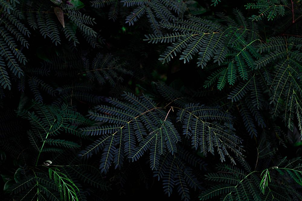 Green fern leaves nature background. Original public domain image from Wikimedia Commons