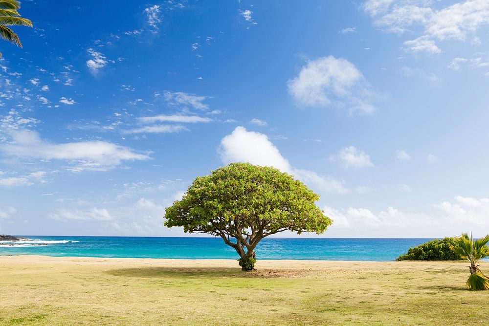 Lone green treetop tree on the coastline field at Poipu Beach. Original public domain image from Wikimedia Commons