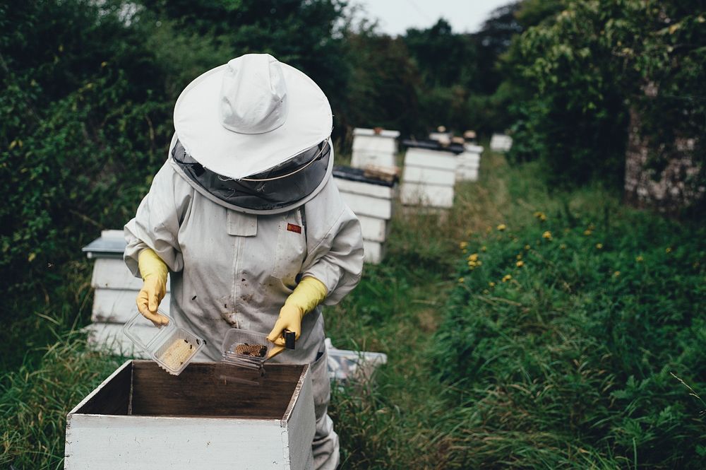 A beekeeper harvesting honey out of a beehive in Deans Court. Original public domain image from Wikimedia Commons