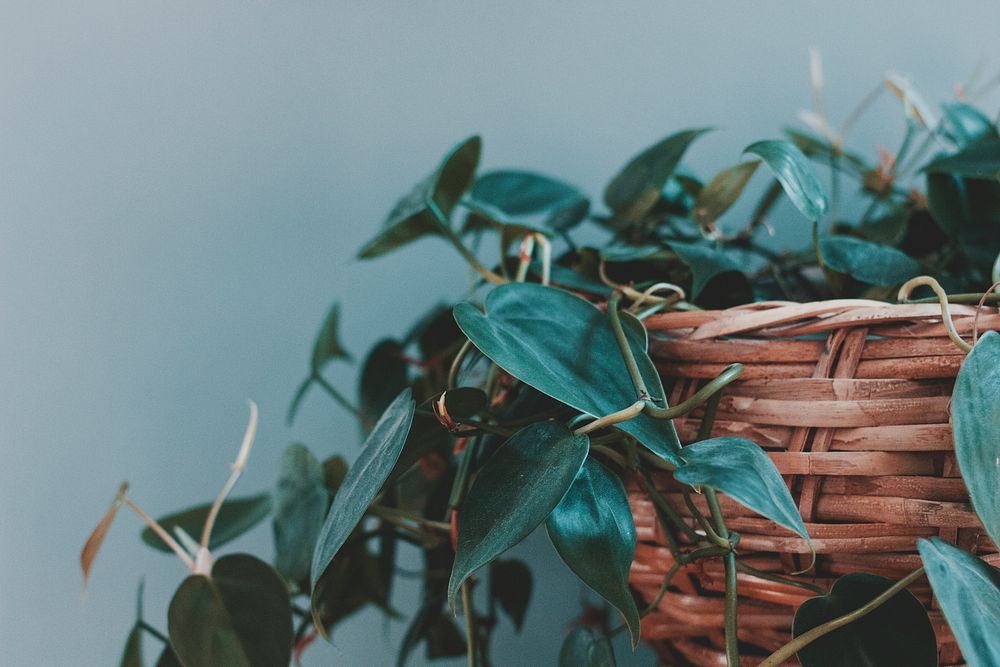 Green leaves and vines overflowing from a wicker basket. Original public domain image from Wikimedia Commons