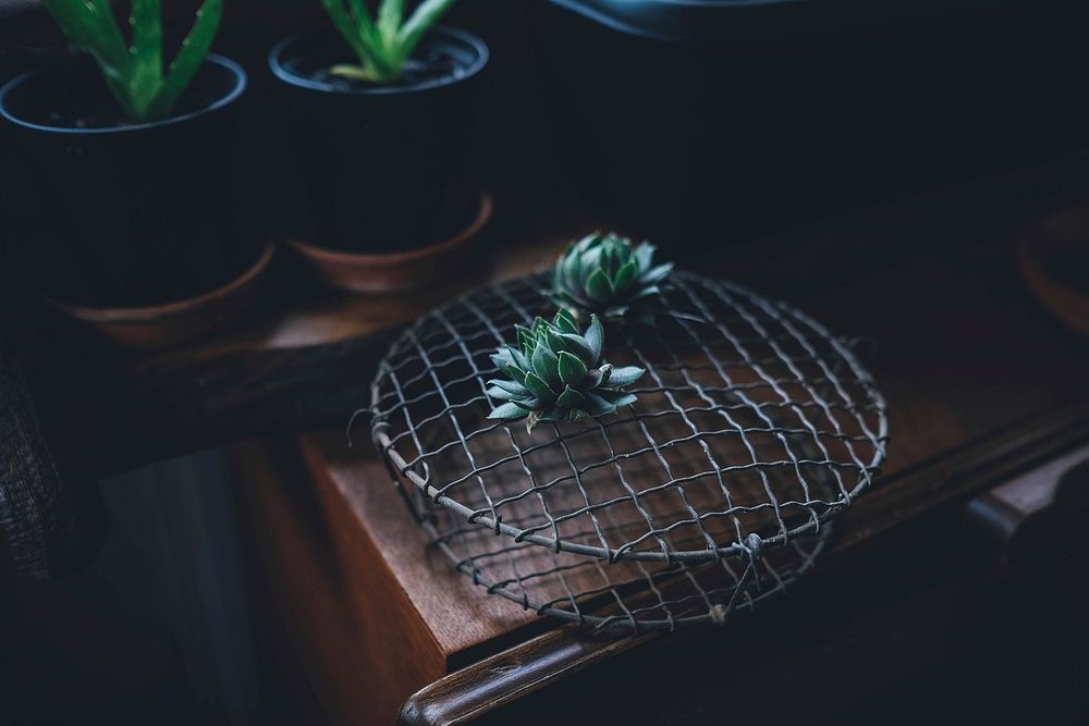 Succulent plant on a racket. Original public domain image from Wikimedia Commons