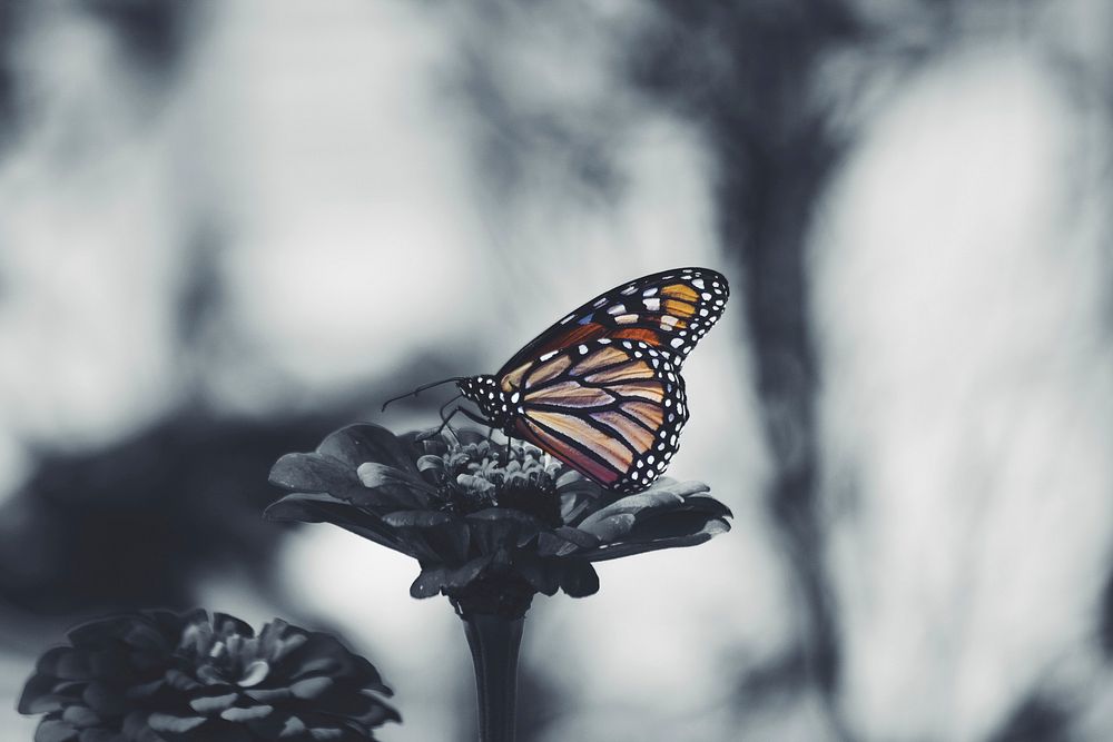 A desaturated shot of a monarch butterfly sitting on a flower. Original public domain image from Wikimedia Commons
