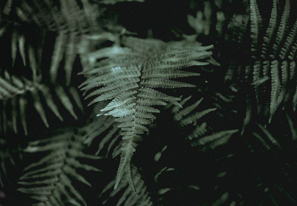 Ferns. Original public domain image from Wikimedia Commons