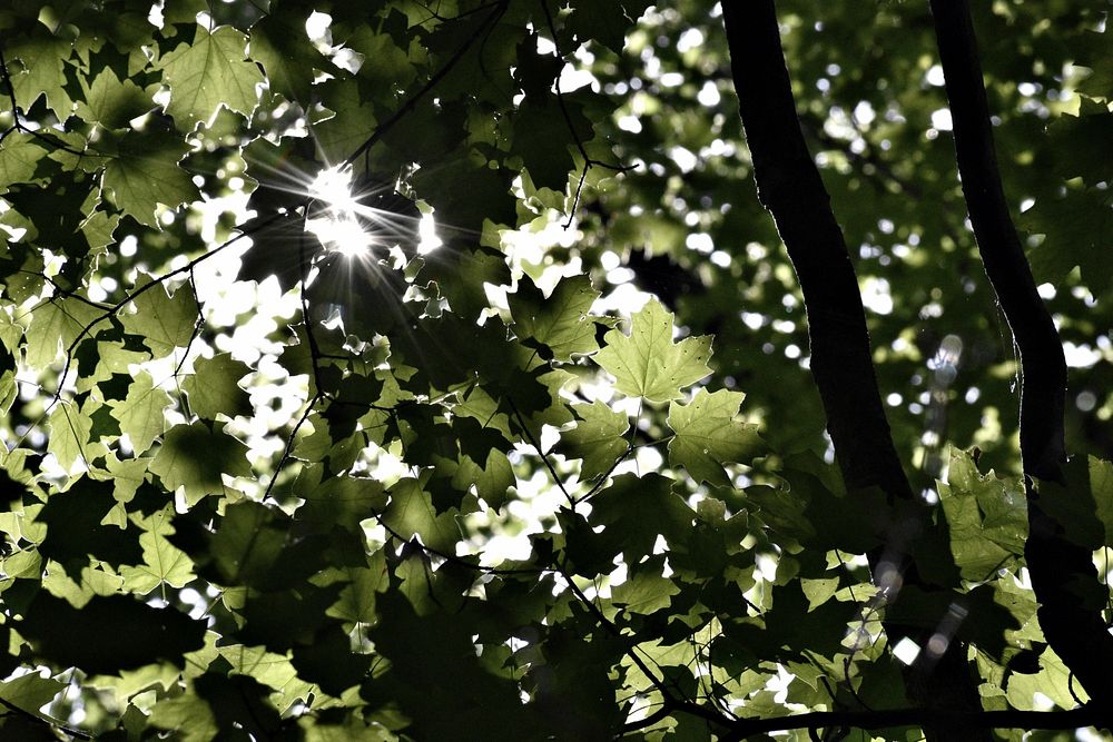 Green maple leaves nature background. Original public domain image from Wikimedia Commons