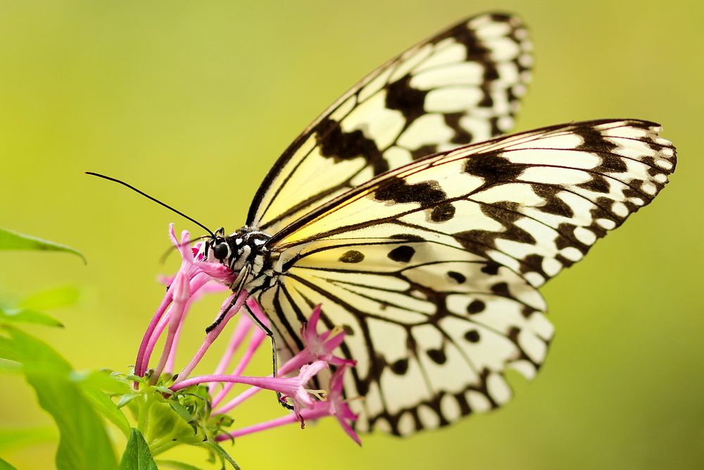 A white monarch butterfly feeding on pink flowers. Original public domain image from Wikimedia Commons