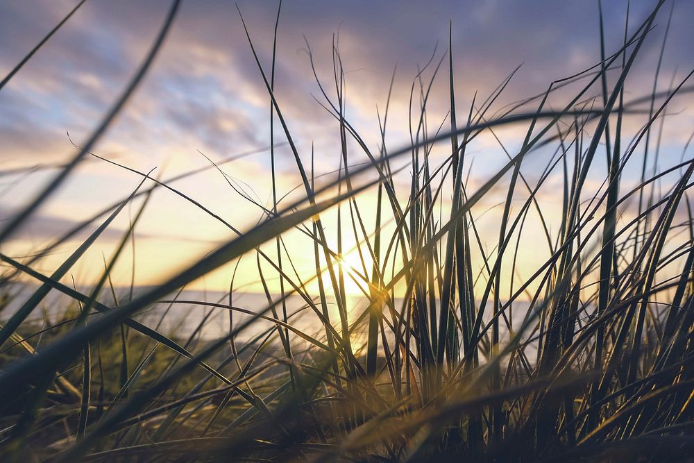 Sunset view on the ocean horizon through the grass at Frankston. Original public domain image from Wikimedia Commons