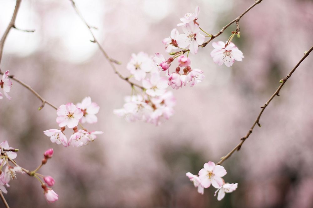 Pink blossom on branch in Spring, Original public domain image from Wikimedia Commons